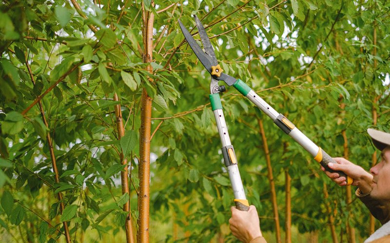 Tree trimming in Blomkest, MN