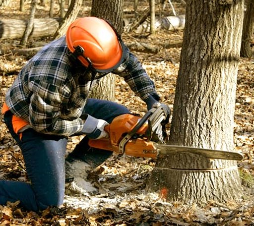 Tree Removal in Blomkest, MN